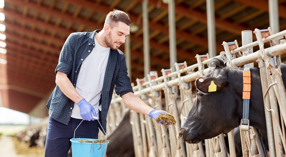 Pomysł na biznes na wsi – 5 najlepszych przykładów